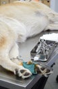 Veterinary operation on a dog. Royalty Free Stock Photo